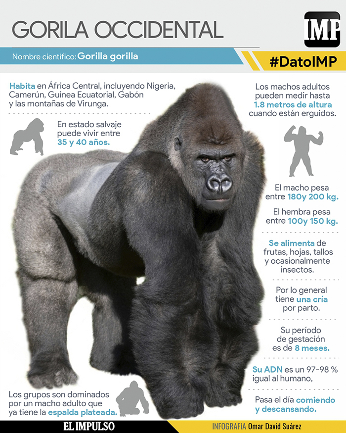 DatoIMP Gorilla El guardián de la Selva 2Dic El Impulso