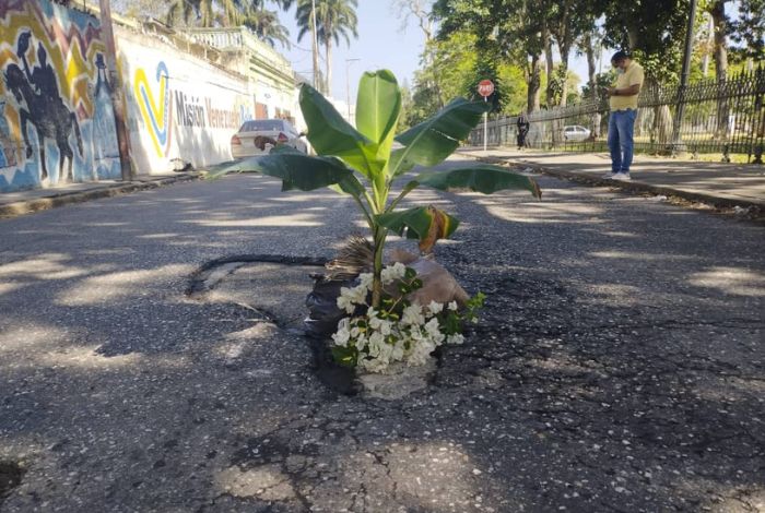 FOTOS Otra Planta Colocan Mata De Cambur En Un Hueco Como Medida De