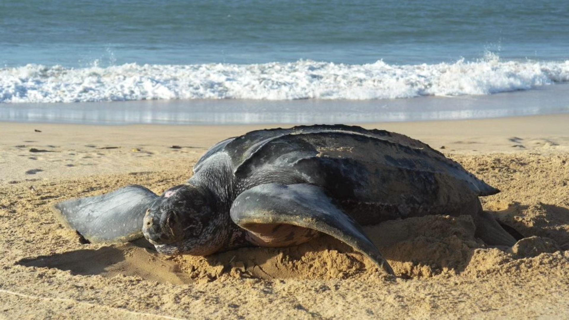 VIDEO Ejemplar de la tortuga marina más grande del mundo depositó 120