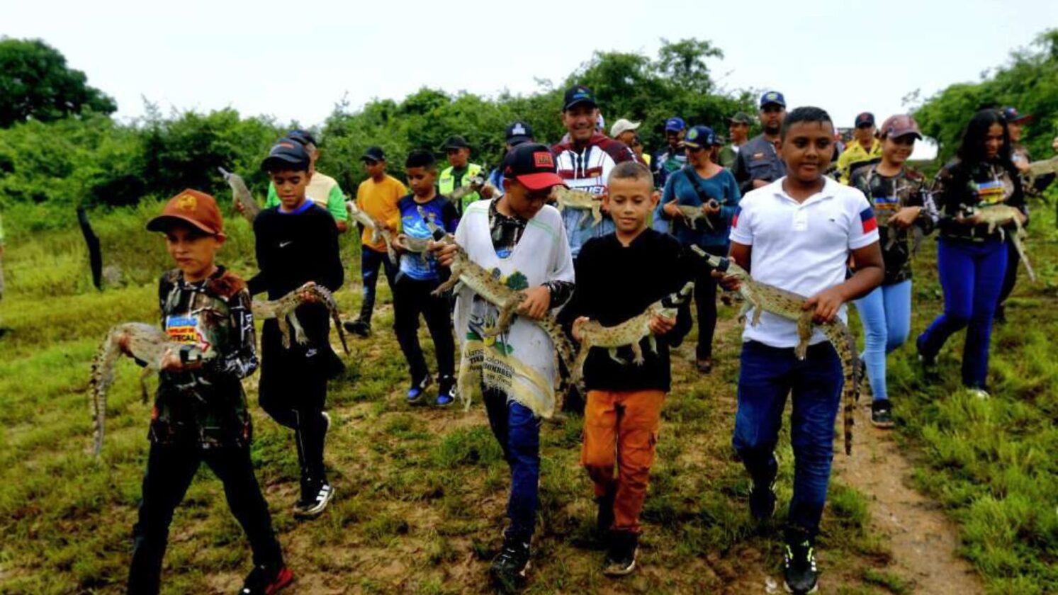 Minec Caim N Del Orinoco Reinsertados A Su H Bitat Jun El Impulso