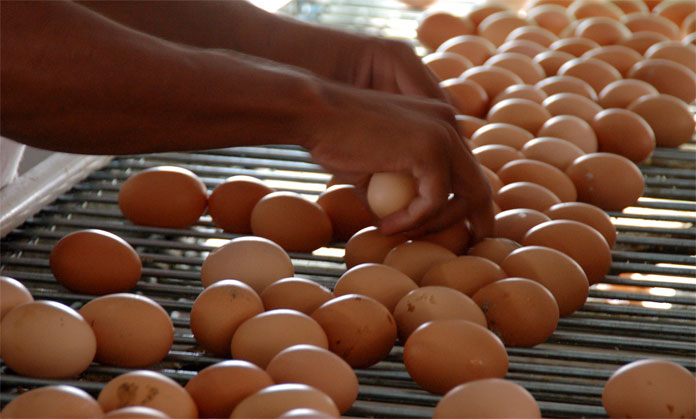 Resultado de imagen para produccion de huevos en venezuela
