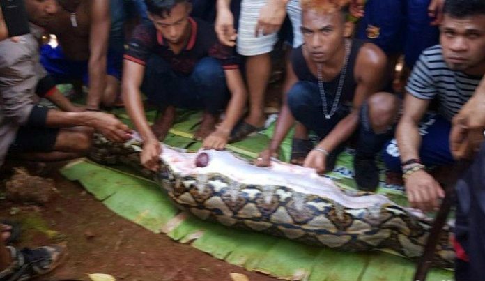 YouTube: Una pitón de 7 metros se come entero a un hombre en Indonesia
