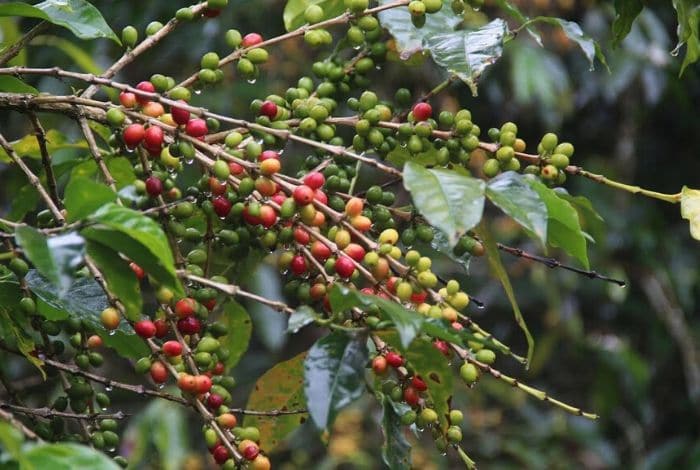 En Morán: A punto de perderse la cosecha de café de este año, por falta de combustible NOTIGUARO ▷ Fedeagro: Lara y Portuguesa aportan el 70% de la producción nacional de café en el país - El Impulso