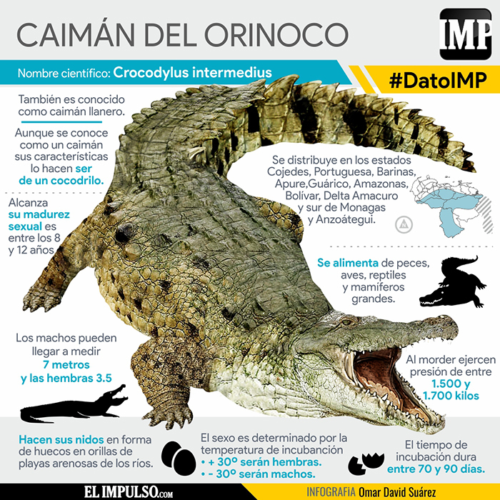 ▷ #DatoIMP El Caimán del Orinoco es el mayor depredador de América Latina -  El Impulso
