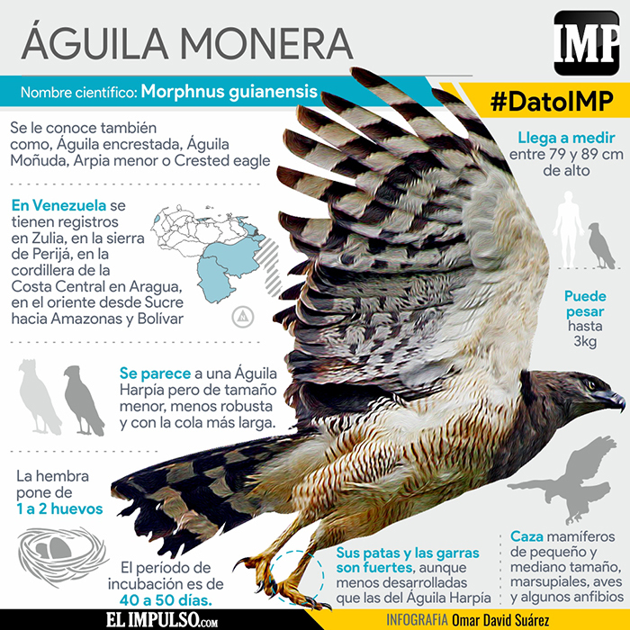 ▷ #DatoIMP El Águila Monera es otro de los grandes depredadores de  Suramérica - El Impulso