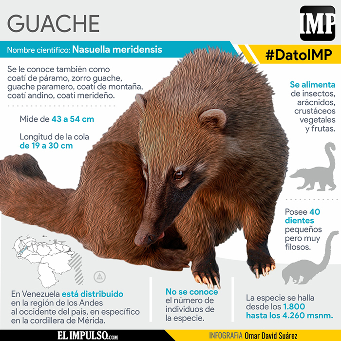 ▷ #DatoIMP El Guache es endémico de Venezuela - El Impulso