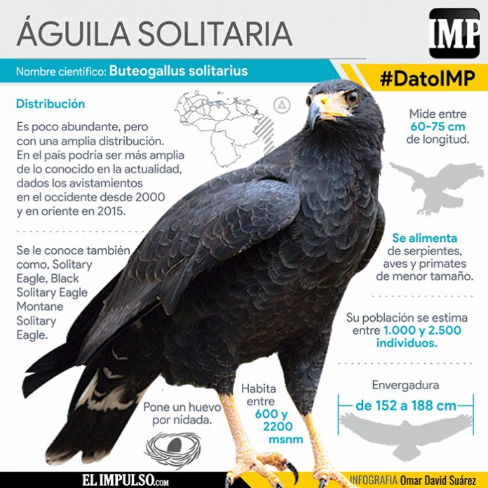 ▷ #DatoIMP El Águila solitaria, otra especie amenazada por el hombre - El  Impulso