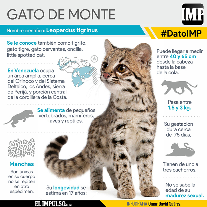 #DatoIMP Gato de Monte: El más de los neotropicales - El Impulso