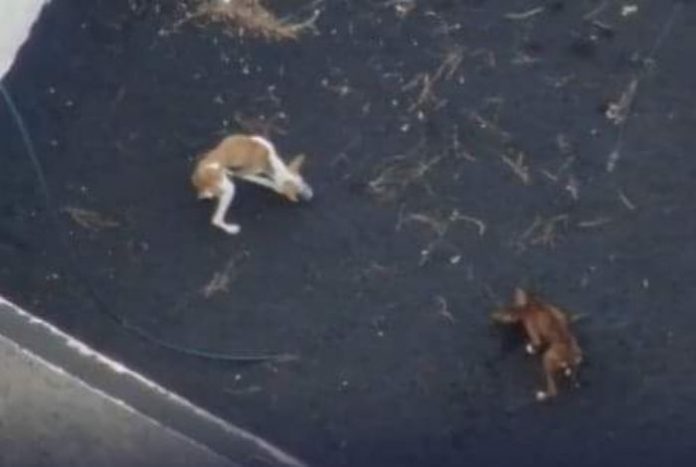 ▷ #VIDEO ¡Conmovedor! Alimentan mediante drones a 4 perros que quedaron  atrapados por las cenizas del volcán en La Palma, España #16Oct - El Impulso
