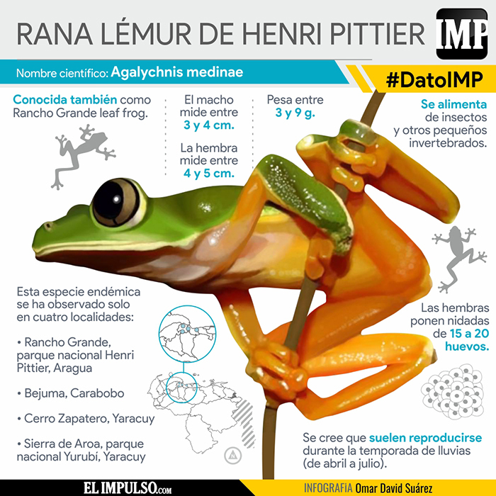 #DatoIMP La Lémur de Henri Pittier es una rana endémica del norte de Venezuela