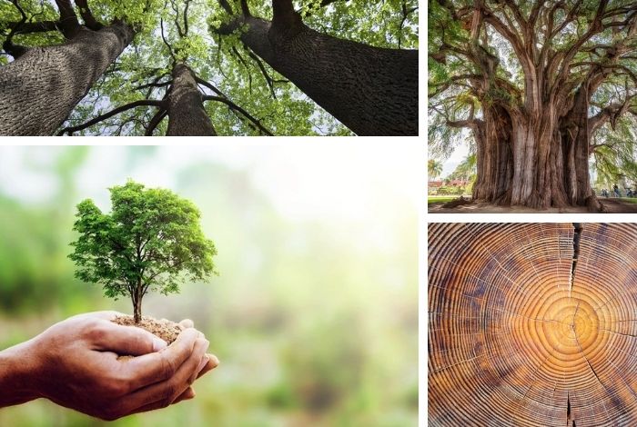 ▷ #ClickDominical ¡Siembra un árbol! Conoce 5 curiosidades sobre los árboles  #29May - El Impulso