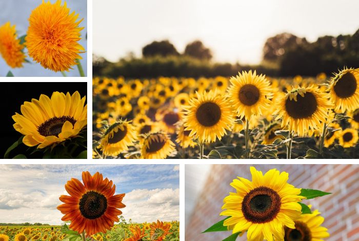 ▷ #ClickDominical ¡Sol y amor! Conoce 7 tipos de girasoles #16Oct - El  Impulso