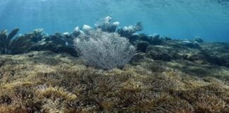 coral invasor mochima