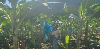 plantaciones de platano y cambur hongo venezuela