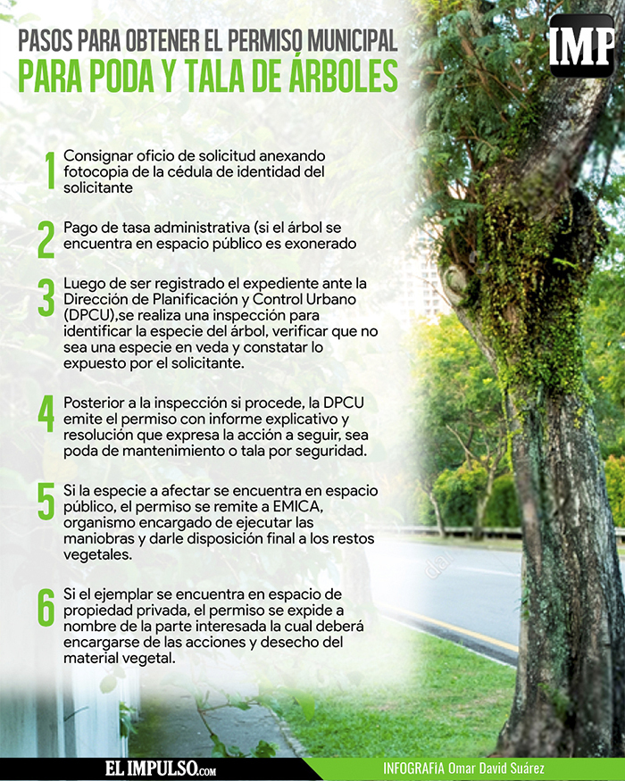 230329 Arbol web 1