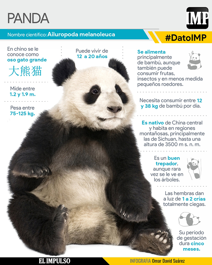 #DatoIMP El panda: más allá de la ternura #28Oct
