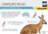 canguro rojo. dato imp sabado 9 dic