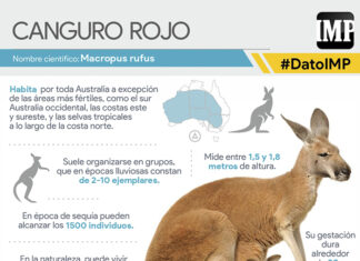 canguro rojo. dato imp sabado 9 dic