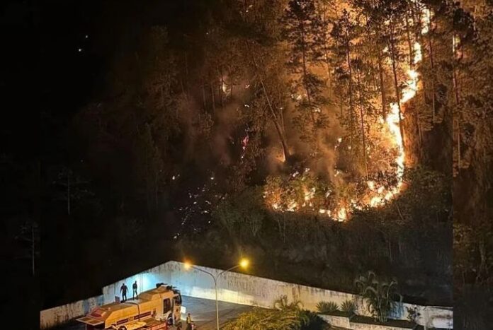 Incendio forestal de gran magnitud afectó este jueves una zona del bosque de pinos del sector Campo Claro