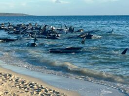 Ballenas piloto varadas en la costa de Australia