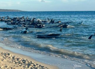 Ballenas piloto varadas en la costa de Australia