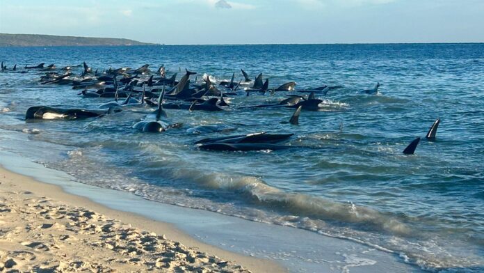 Ballenas piloto varadas en la costa de Australia