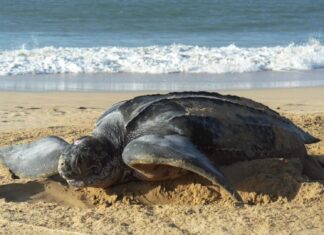 Ejemplar de Dermochelys coriacea la tortuga marina más grandes del mundo