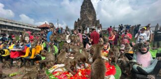 Monos deambulan en una ciudad del centro de Tailandia