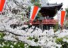 Multitudes se reunieron el viernes en Tokio para disfrutar de los famosos cerezos en flor de Japón