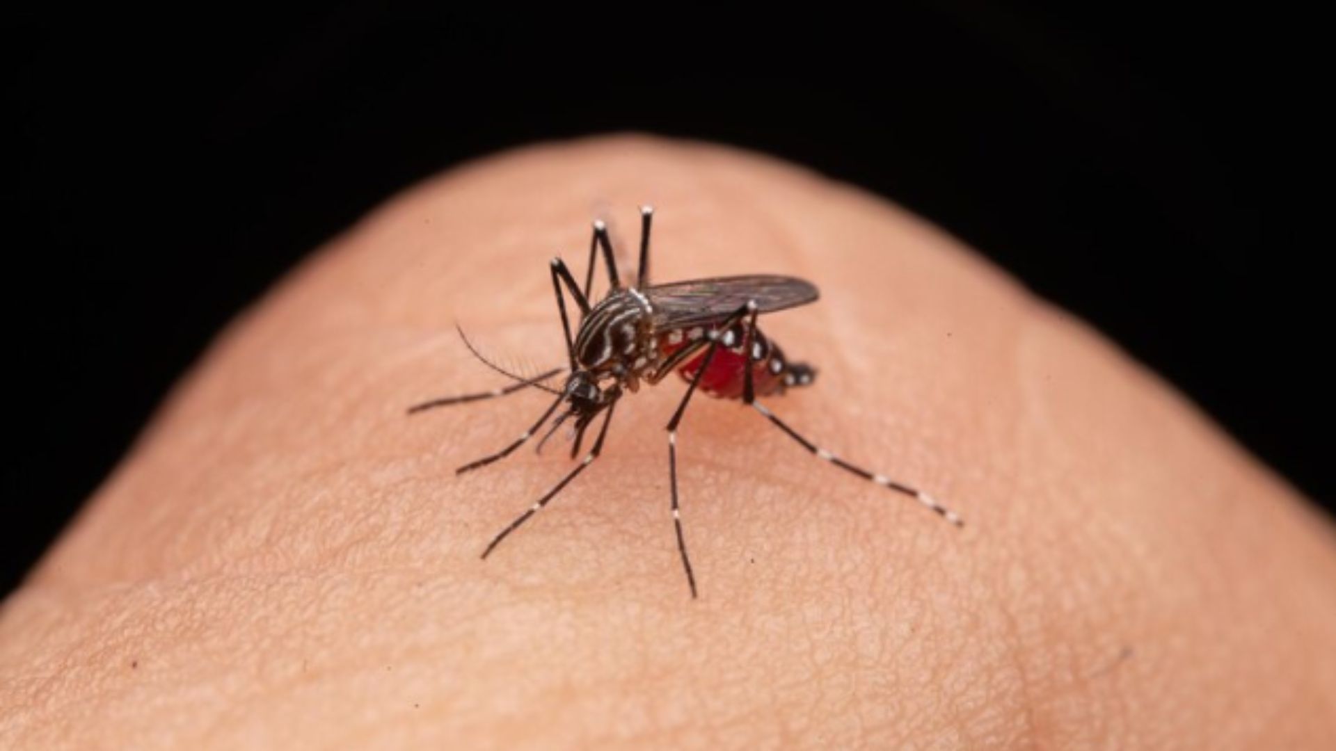 Dengue: Una amenaza en aumento en Venezuela, alertan especialistas ...