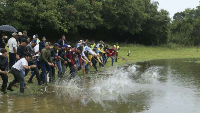 CAIMAN-DEL-ORINOCO