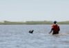 Delfines varados en Cabo Cod
