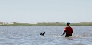 Delfines varados en Cabo Cod
