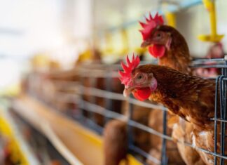 Gripe aviar, primera muerte en México