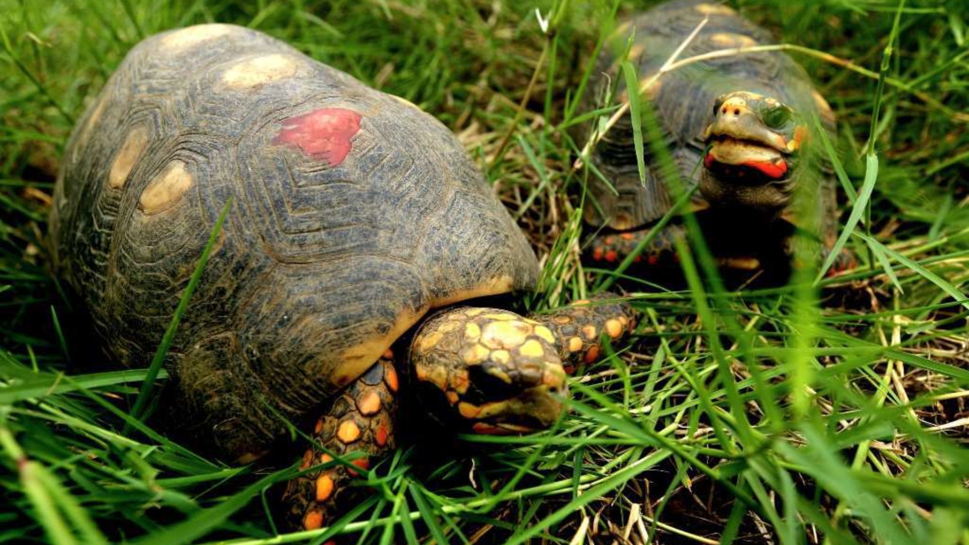 Liberan a 100 morrocoyes sabaneros y cuatro venados caramerudos en Hato ...