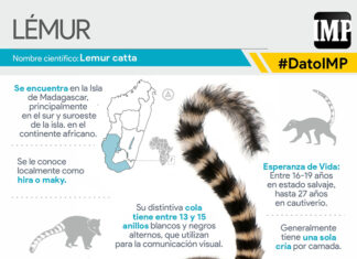 240706_Lemur_web