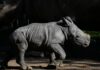 Silverio, nueva cría de rinoceronte blanco