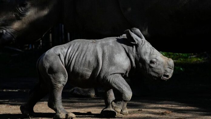 Silverio, nueva cría de rinoceronte blanco