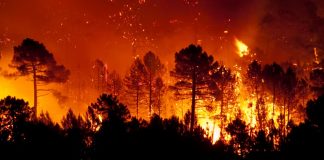 Incendios forestales