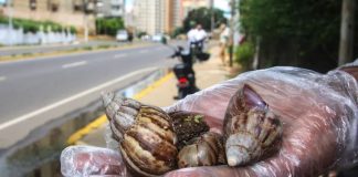 Caracol africano