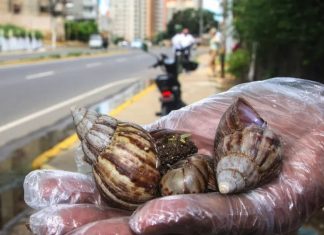 Caracol africano