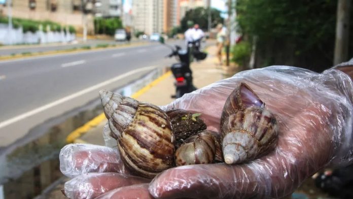 Caracol africano