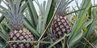 Exportación de piña en Iribarren alcanza a Barbados