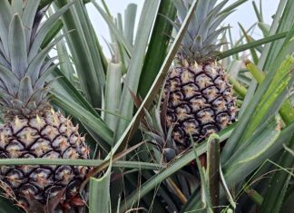 Exportación de piña en Iribarren alcanza a Barbados