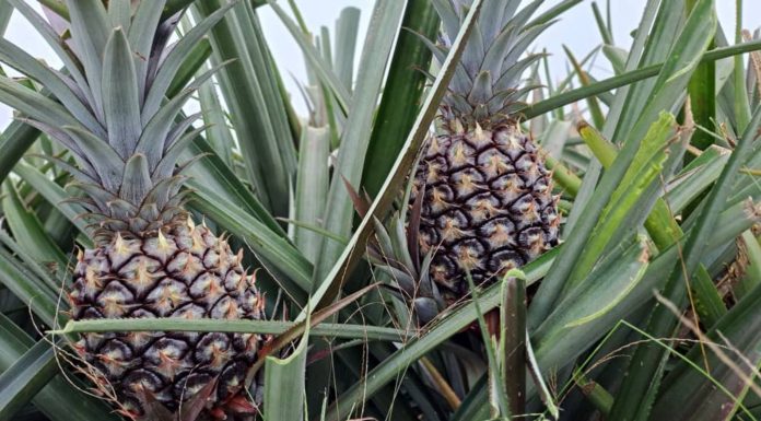 Exportación de piña en Iribarren alcanza a Barbados