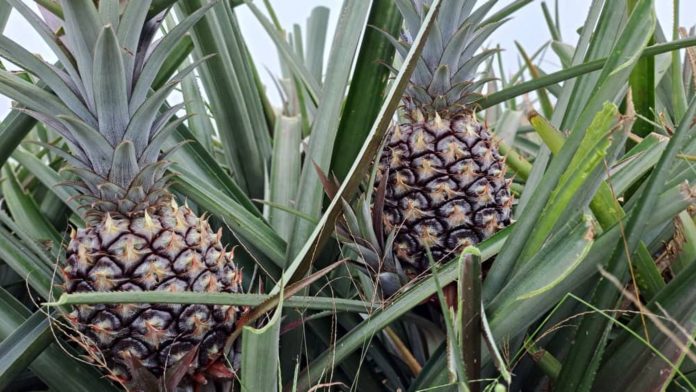 Exportación de piña en Iribarren alcanza a Barbados