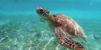 Tortuga marina en el Mar de Filipinas