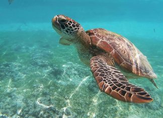 Tortuga marina en el Mar de Filipinas