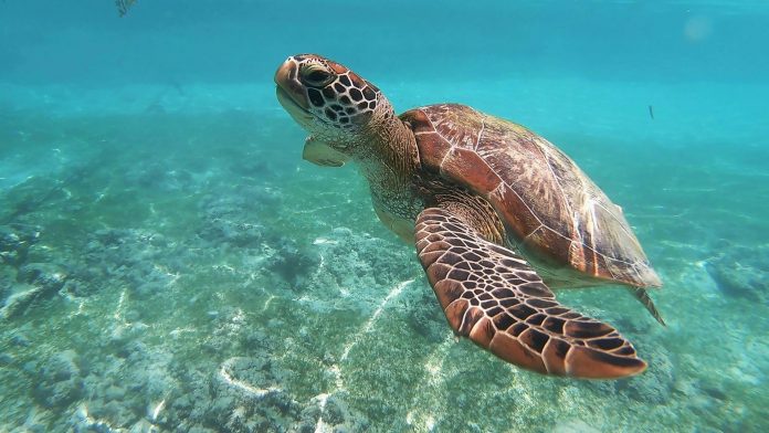 Tortuga marina en el Mar de Filipinas