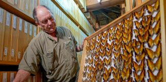 Steve Collins, coleccionista de mariposas